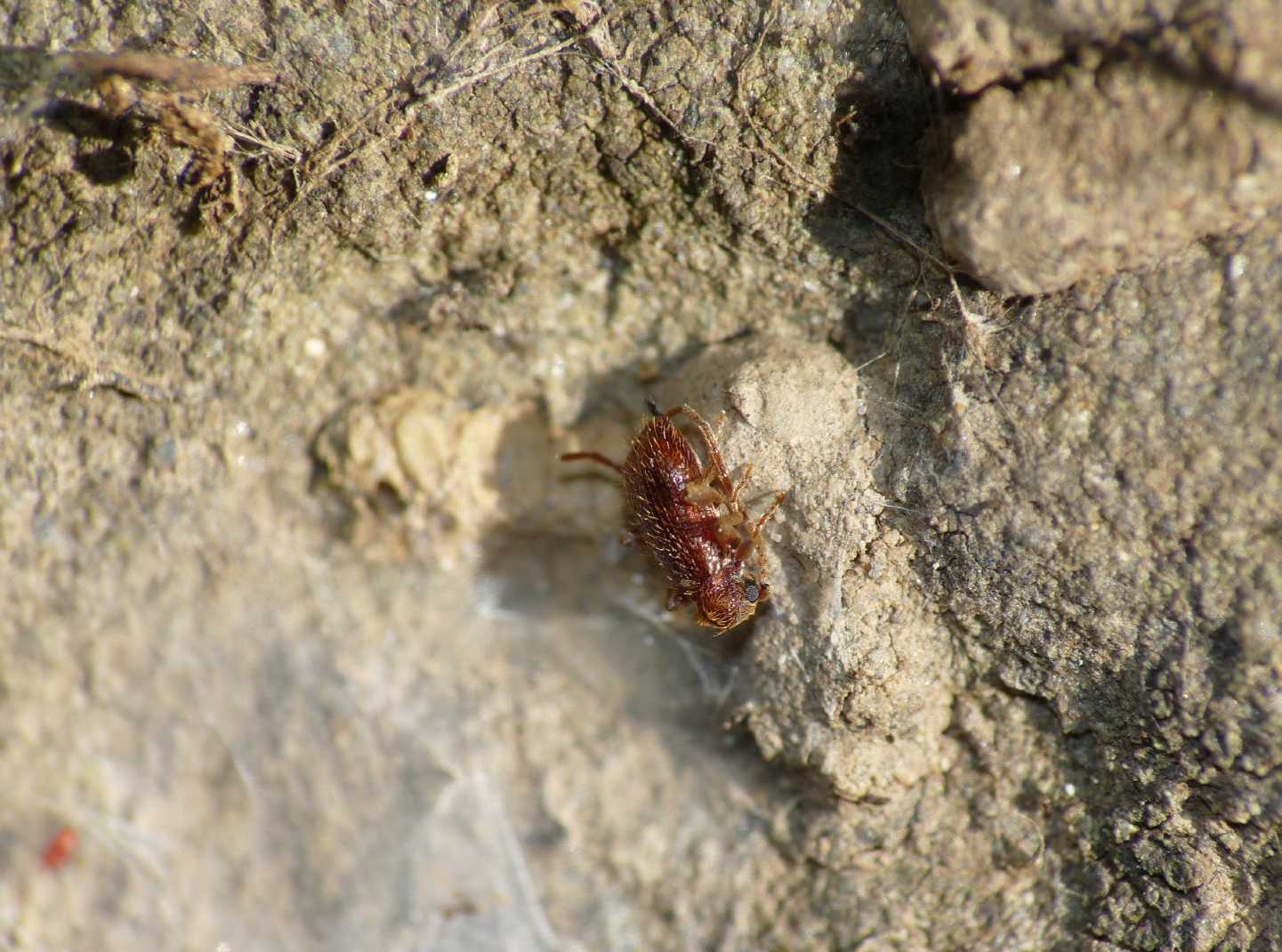Ptinus cfr. calcarathus e Ptinus cfr. quadripunctatus (Anobiidae Ptininae)